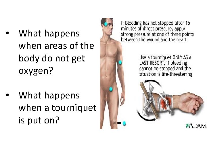  • What happens when areas of the body do not get oxygen? •