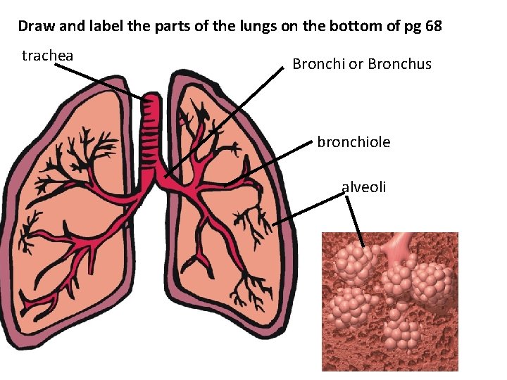 Draw and label the parts of the lungs on the bottom of pg 68