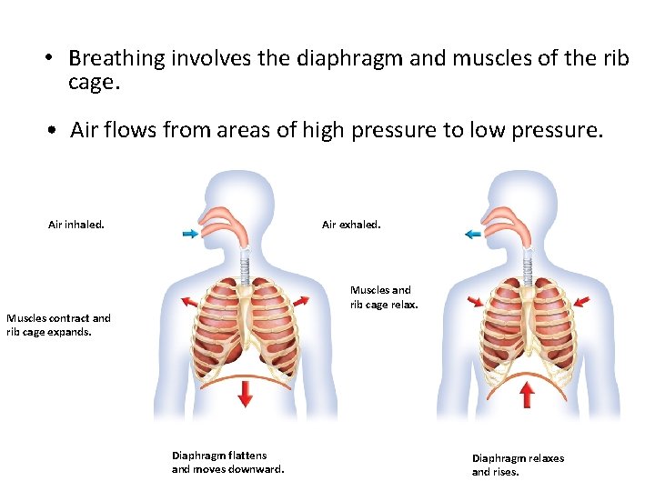  • Breathing involves the diaphragm and muscles of the rib cage. • Air