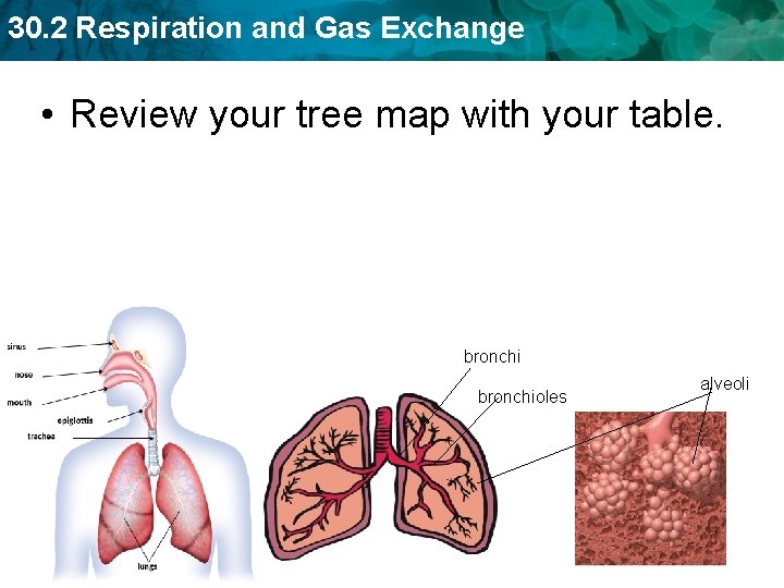 30. 2 Respiration and Gas Exchange • Review your tree map with your table.
