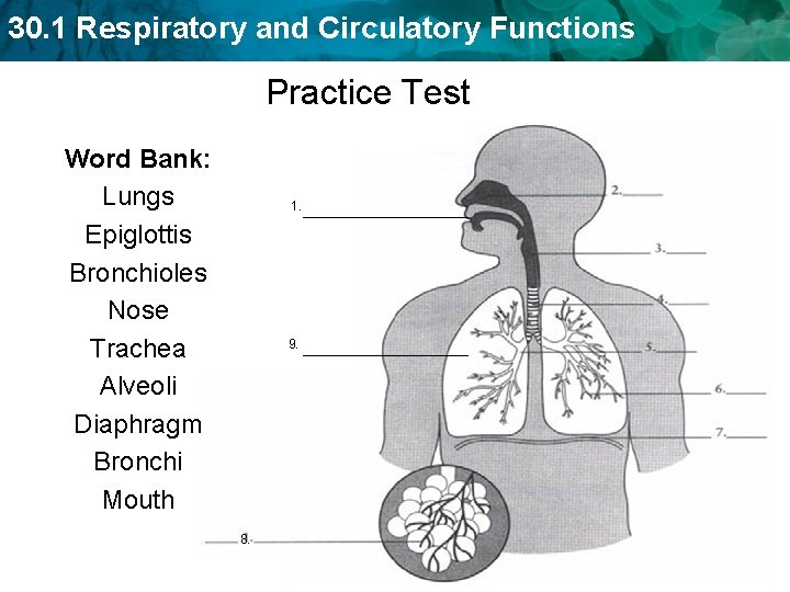 30. 1 Respiratory and Circulatory Functions Practice Test Word Bank: Lungs Epiglottis Bronchioles Nose