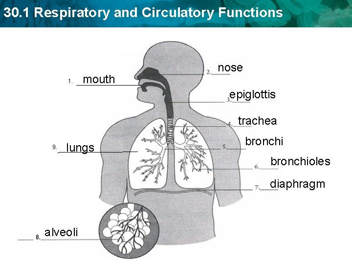 30. 1 Respiratory and Circulatory Functions 1. mouth nose epiglottis trachea 9. lungs bronchioles