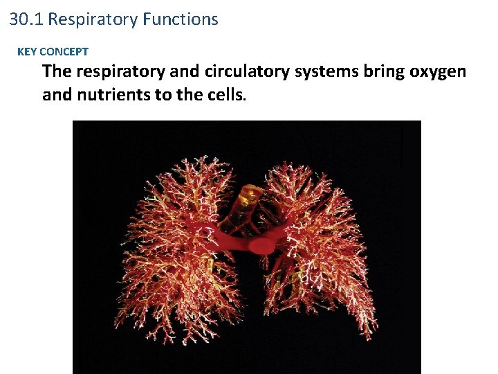 30. 1 Respiratory Functions KEY CONCEPT The respiratory and circulatory systems bring oxygen and