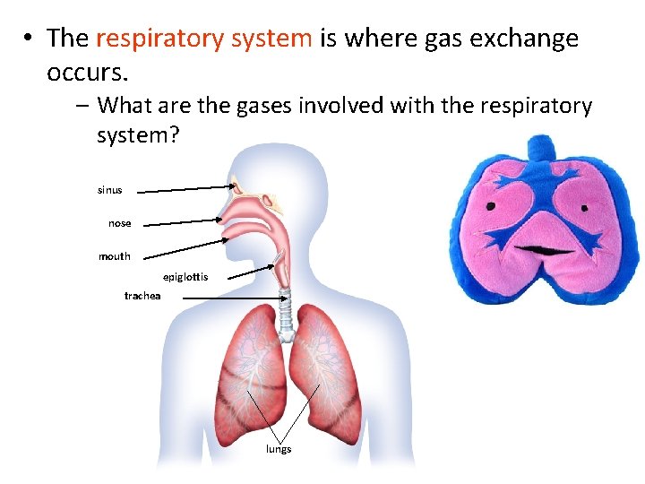  • The respiratory system is where gas exchange occurs. – What are the