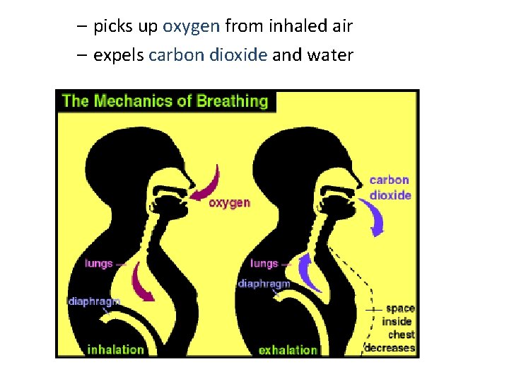 – picks up oxygen from inhaled air – expels carbon dioxide and water 