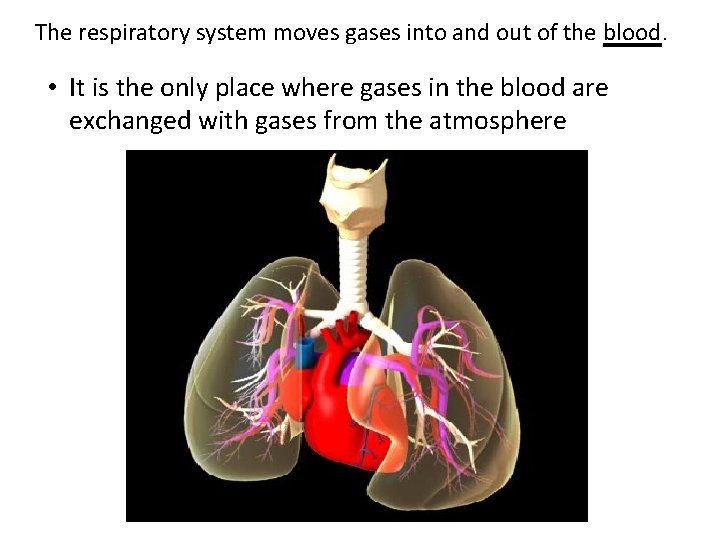 The respiratory system moves gases into and out of the blood. • It is