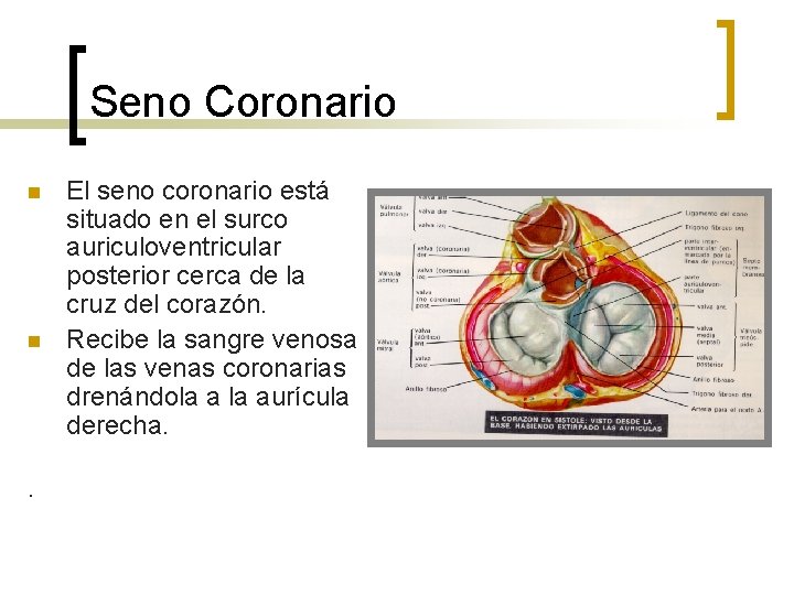 Seno Coronario n n . El seno coronario está situado en el surco auriculoventricular