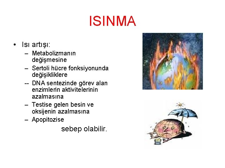 ISINMA • Isı artışı: – Metabolizmanın değişmesine – Sertoli hücre fonksiyonunda değişikliklere -- DNA