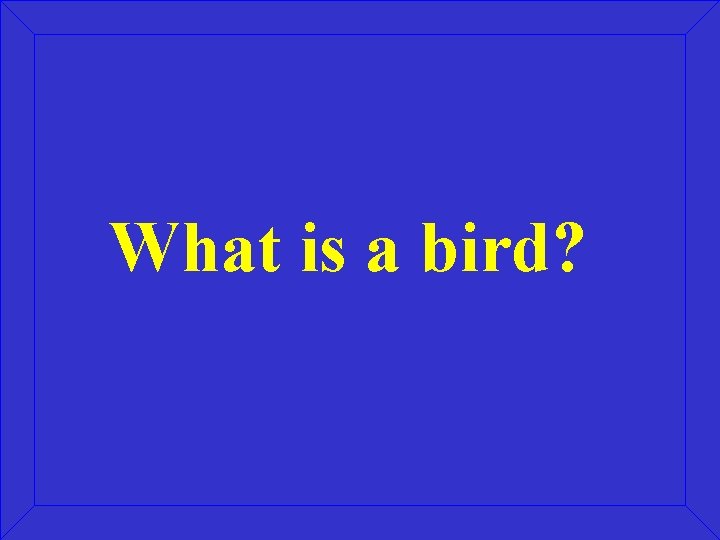 What is a bird? What is a bird?