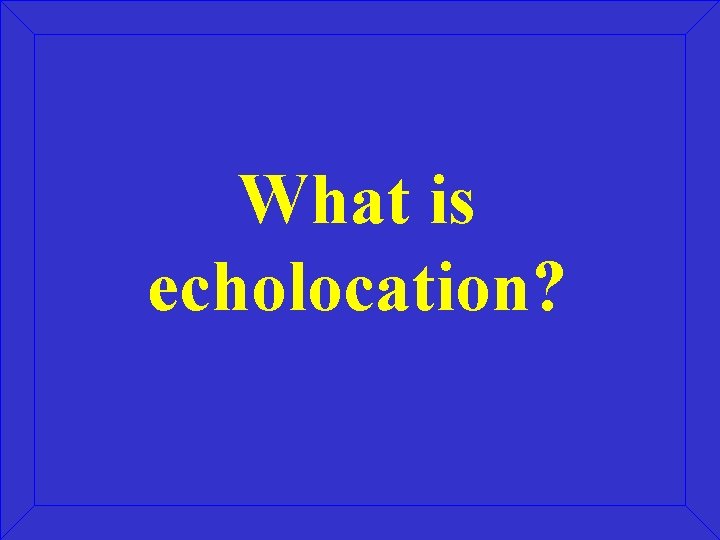 What is echolocation? What is echolocation?