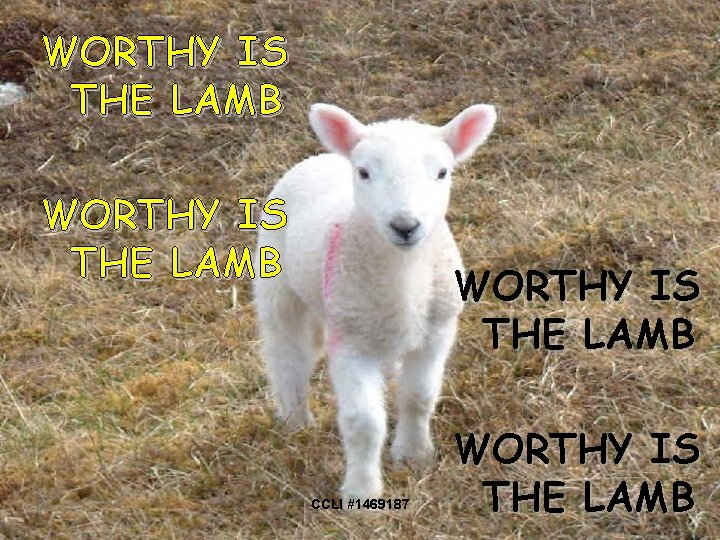 WORTHY IS THE LAMB CCLI #1469187 WORTHY IS THE LAMB 