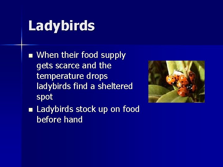 Ladybirds n n When their food supply gets scarce and the temperature drops ladybirds