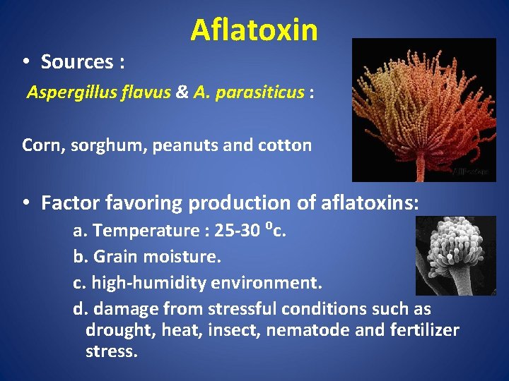  • Sources : Aflatoxin Aspergillus flavus & A. parasiticus : Corn, sorghum, peanuts