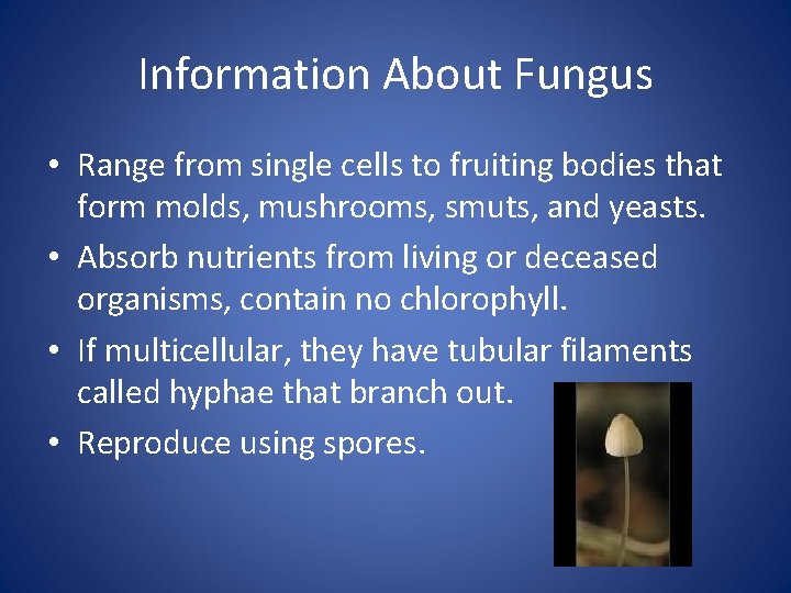 Information About Fungus • Range from single cells to fruiting bodies that form molds,