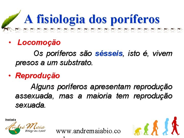 A fisiologia dos poríferos • Locomoção Os poríferos são sésseis, isto é, vivem presos