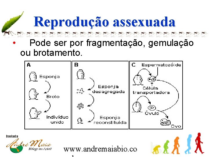 Reprodução assexuada • Pode ser por fragmentação, gemulação ou brotamento. www. andremaiabio. co 