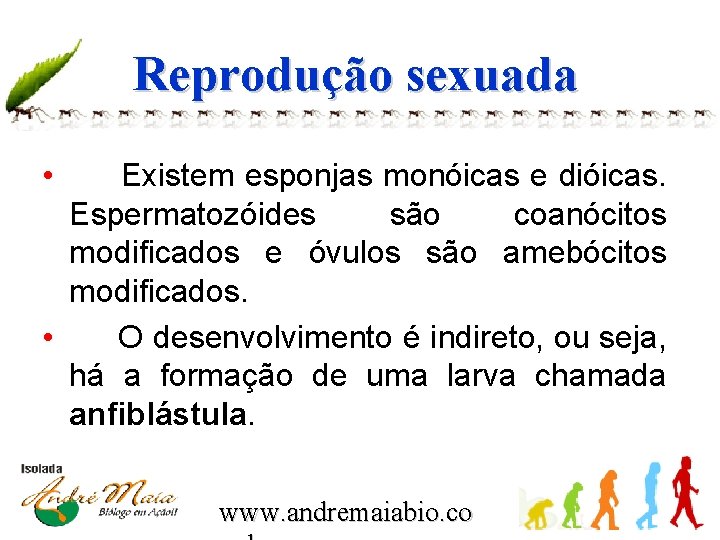 Reprodução sexuada • Existem esponjas monóicas e dióicas. Espermatozóides são coanócitos modificados e óvulos