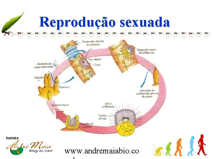 Reprodução sexuada www. andremaiabio. co 