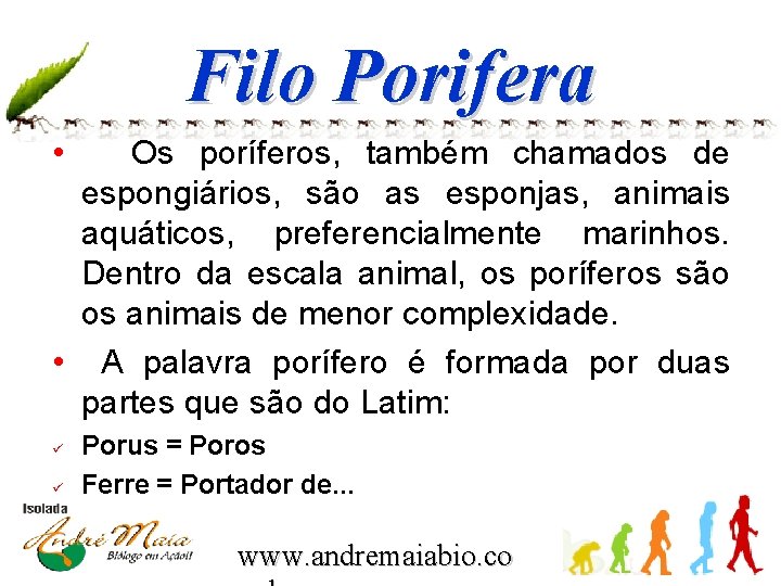 Filo Porifera • Os poríferos, também chamados de espongiários, são as esponjas, animais aquáticos,