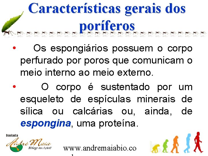 Características gerais dos poríferos • Os espongiários possuem o corpo perfurado poros que comunicam