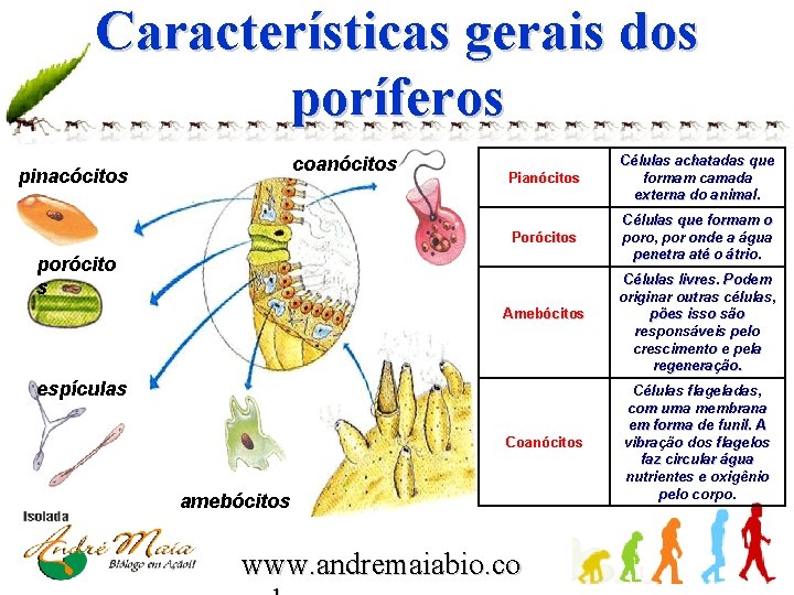 Características gerais dos poríferos coanócitos pinacócitos Pianócitos Células achatadas que formam camada externa do