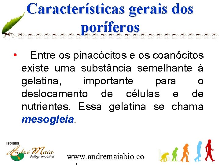 Características gerais dos poríferos • Entre os pinacócitos e os coanócitos existe uma substância