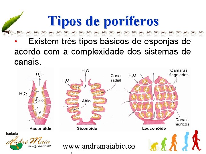 Tipos de poríferos • Existem três tipos básicos de esponjas de acordo com a