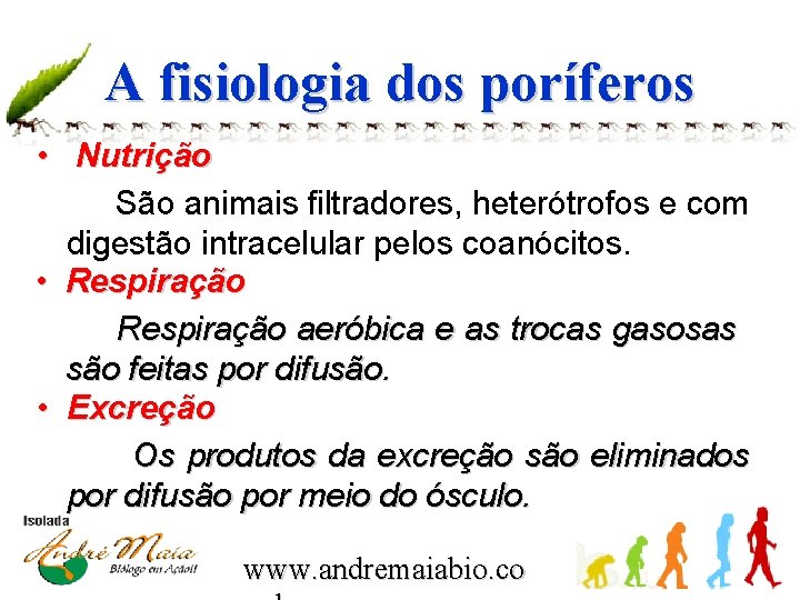 A fisiologia dos poríferos • Nutrição São animais filtradores, heterótrofos e com digestão intracelular