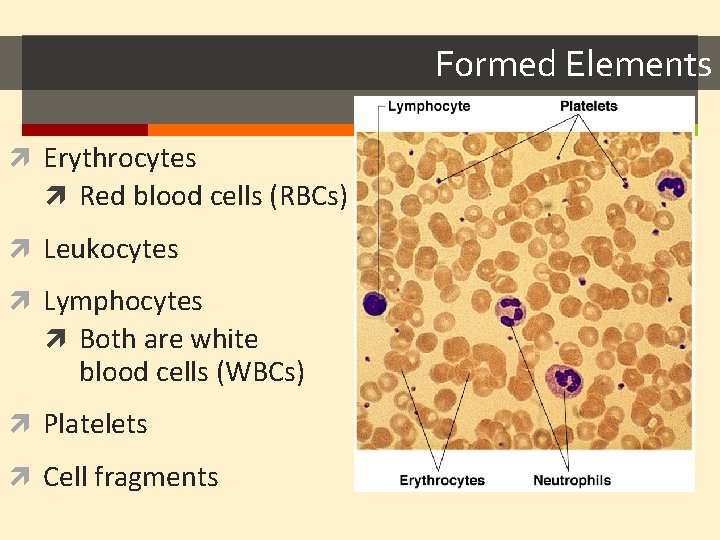 Formed Elements Erythrocytes Red blood cells (RBCs) Leukocytes Lymphocytes Both are white blood cells