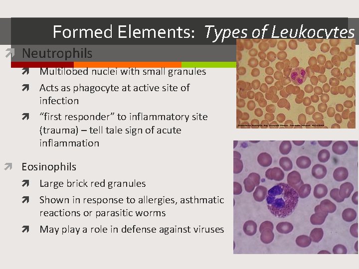 Formed Elements: Types of Leukocytes Neutrophils Multilobed nuclei with small granules Acts as phagocyte