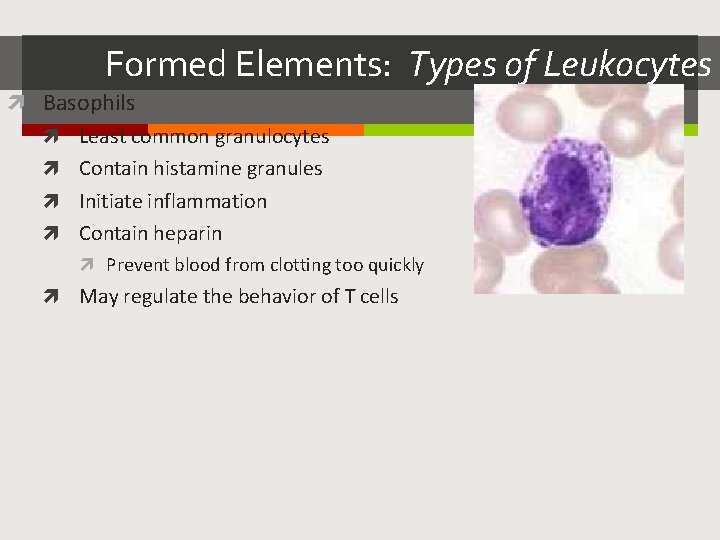 Formed Elements: Types of Leukocytes Basophils Least common granulocytes Contain histamine granules Initiate inflammation