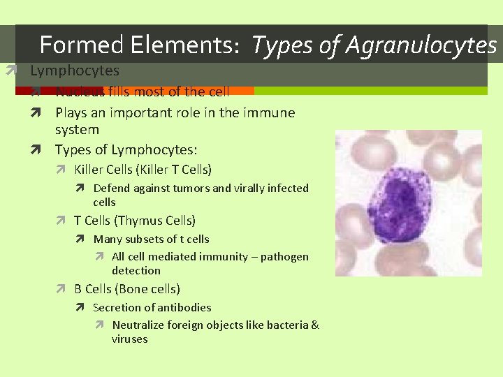 Formed Elements: Types of Agranulocytes Lymphocytes Nucleus fills most of the cell Plays an