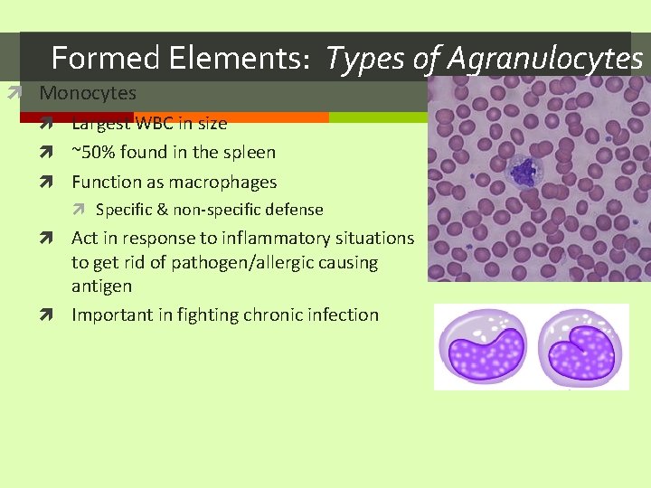 Formed Elements: Types of Agranulocytes Monocytes Largest WBC in size ~50% found in the