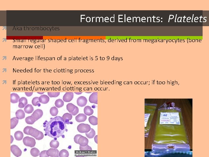  Aka thrombocytes Formed Elements: Platelets Small regular shaped cell fragments, derived from megakaryocytes