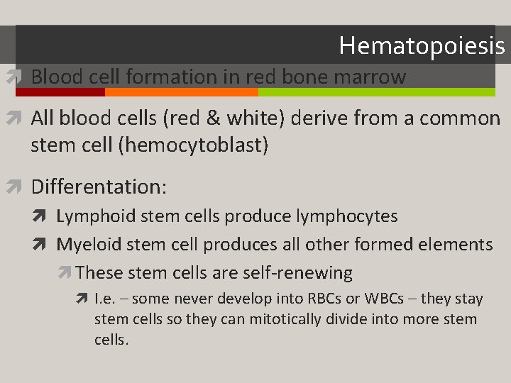Hematopoiesis Blood cell formation in red bone marrow All blood cells (red & white)