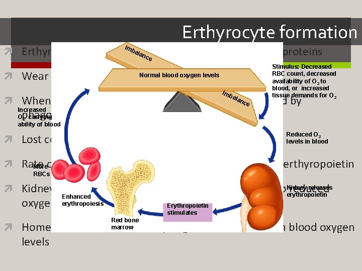 Erthyrocyte formation I mb alato divide, grow & synthesize proteins Erthyrocytes are unable nce