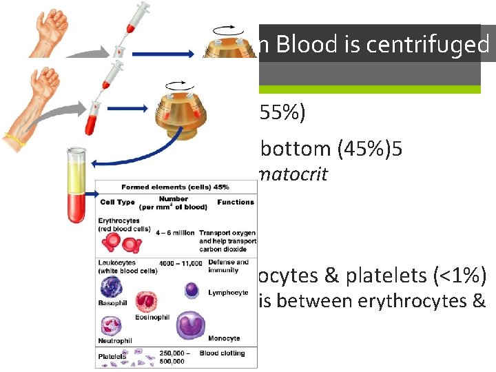 When Blood is centrifuged Plasma rises to the top (55%) Erythrocytes sink to the