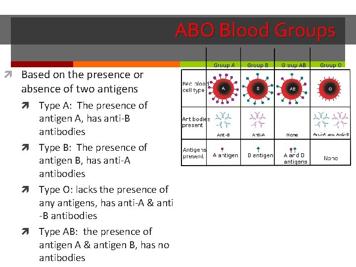 ABO Blood Groups Based on the presence or absence of two antigens Type A: