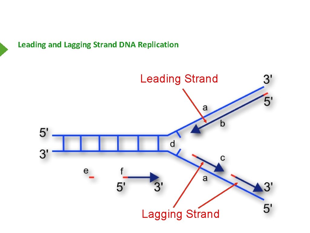 Leading and Lagging Strand DNA Replication Leading Strand Lagging Strand 