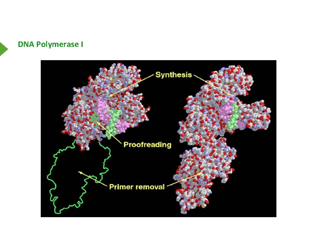 DNA Polymerase I 