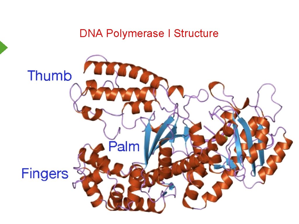 DNA Polymerase I Structure 