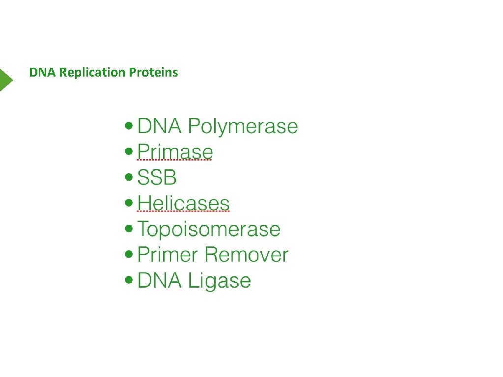 DNA Replication Proteins 