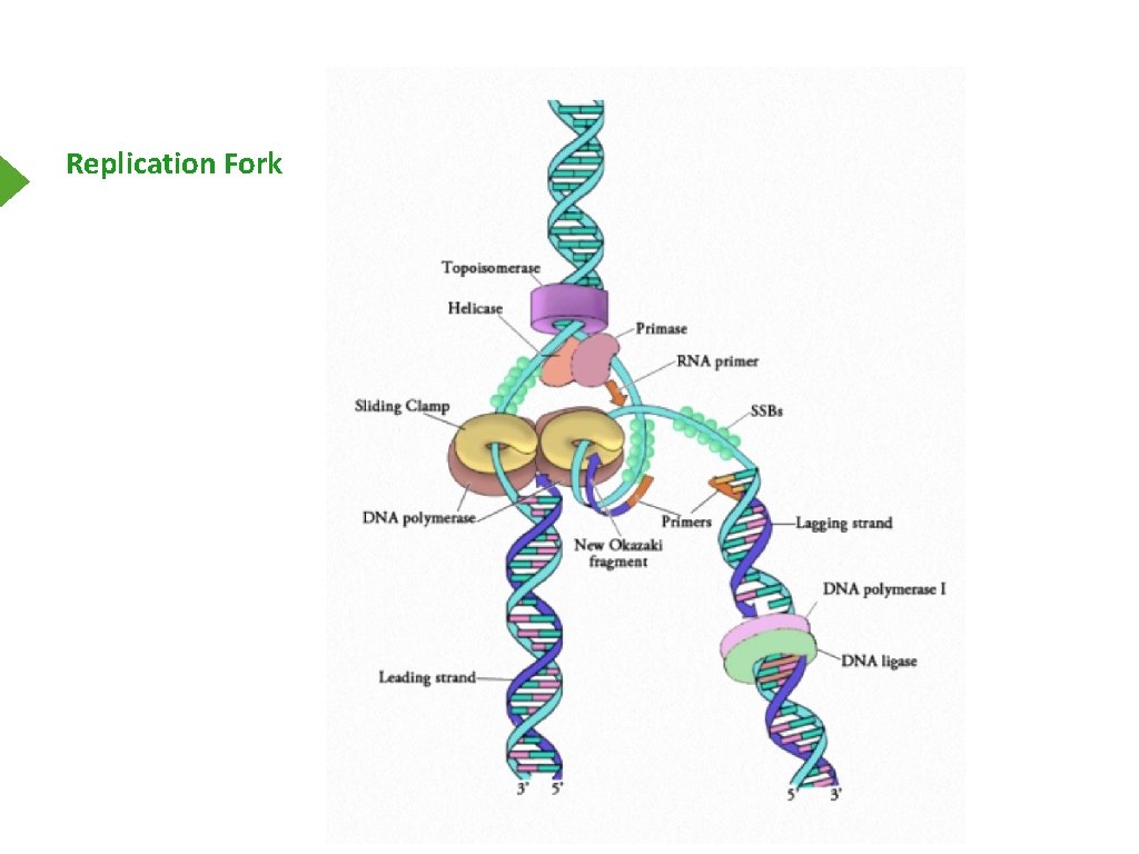 Replication Fork 