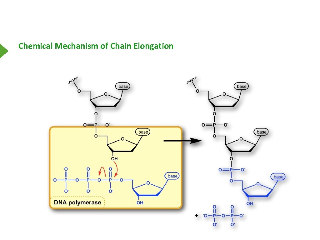 Chemical Mechanism of Chain Elongation 