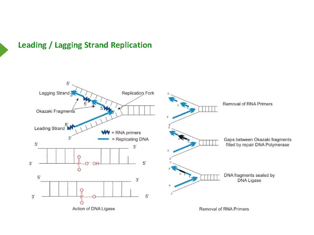 Leading / Lagging Strand Replication 