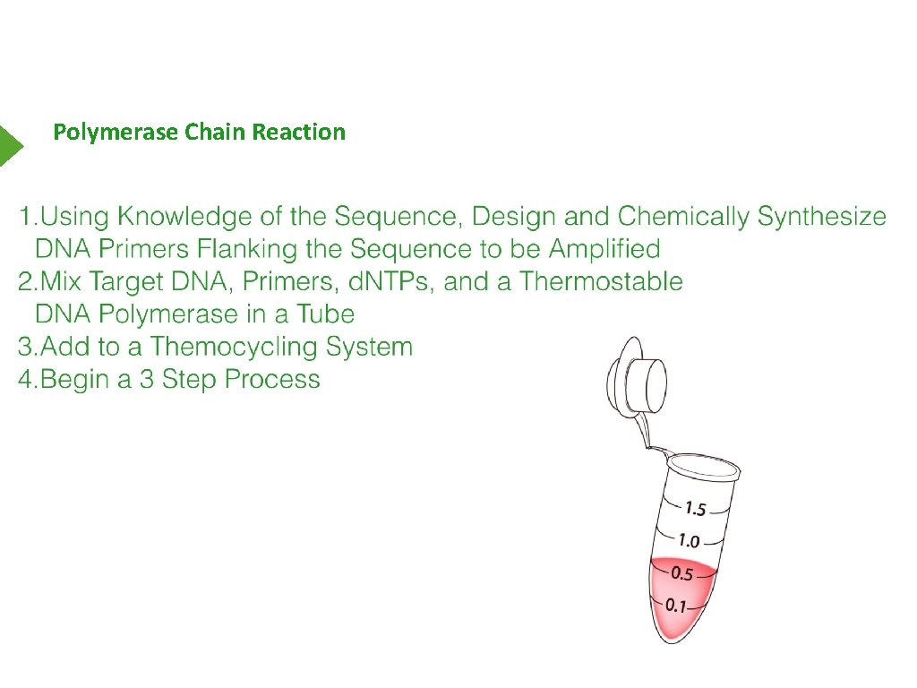 Polymerase Chain Reaction 