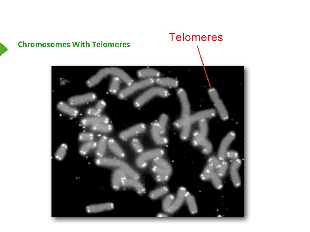 Chromosomes With Telomeres 