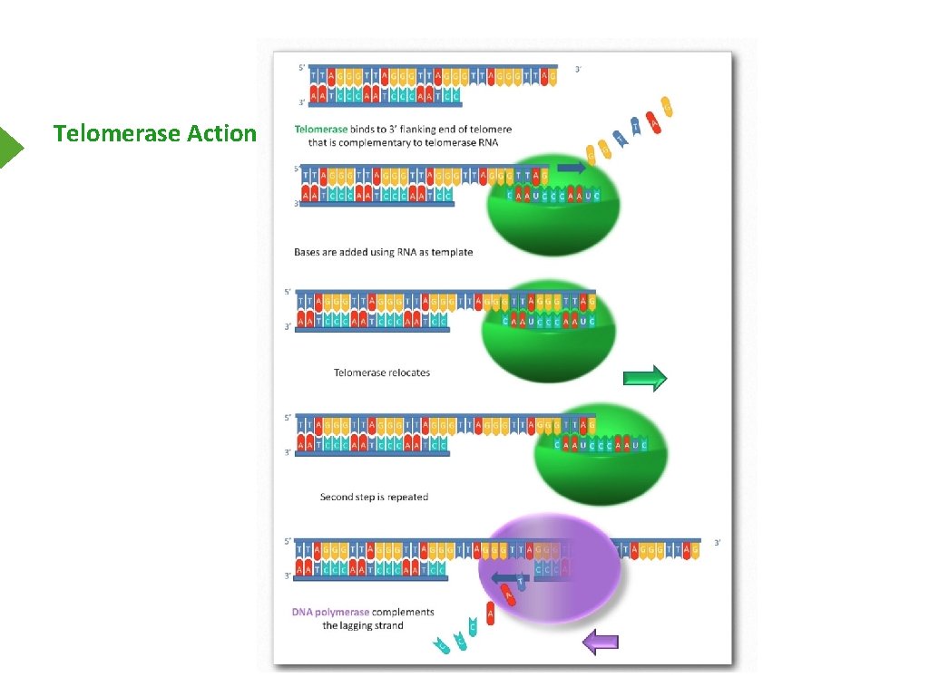 Telomerase Action 