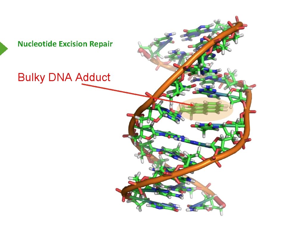 Nucleotide Excision Repair Bulky DNA Adduct 