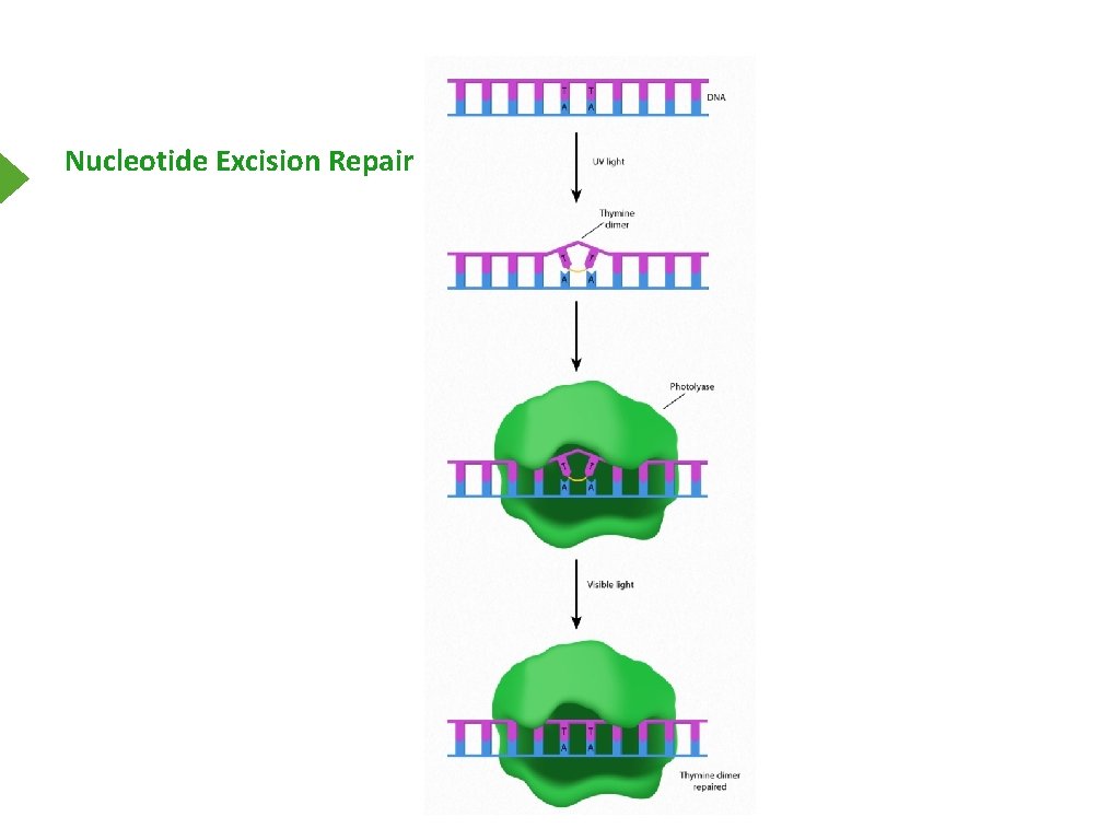 Nucleotide Excision Repair 